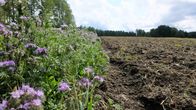 Kontrasten mellan en nyplöjd åker och en äng full med blommor.