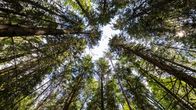 Kuva metsästä kohti taivasta. Puiden latvat kurkottavat korkeuksiin.