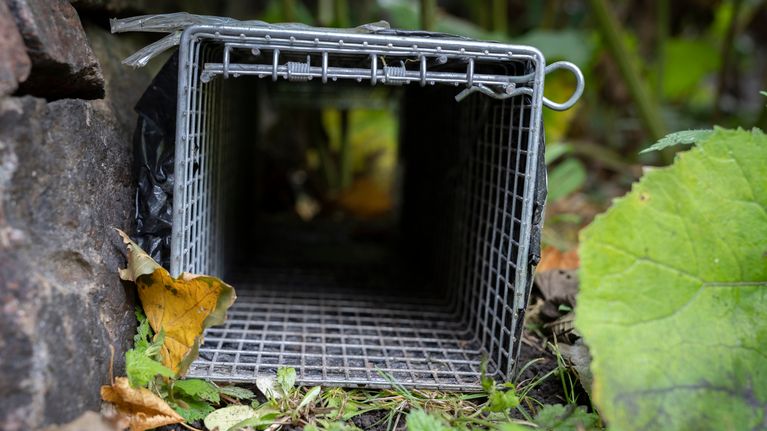Rotta hyppäsi roskiksesta Armi Pohjansaron päälle: 