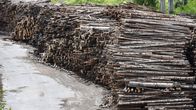 Energiapuuta pinossa varastointialueella.