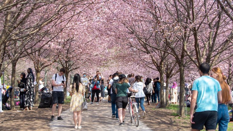 Ihmiset nauttivat aurinkoisesta säästä Roihuvuoren kirsikkapuistossa.. Helsinki. 13.05.2021.
