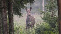 Majesteettinen hirvi seisoo metsän siimeksessä sumuisessa aamussa, ympärillään vehreitä kuusipuita ja koivuja.