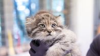 Photo shows a Pallas's cat kitten.