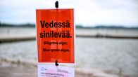 Punaisella pohjalla oleva kyltti, jossa lukee "Vedessä sinilevää. Blågröna alger. Blue-green algae.", sijaitsee rannalla.