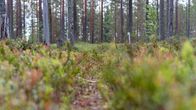 Polku mäntymetsän keskellä.