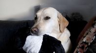 Avustajakoira Rauha on vaale kultaisen noutajan ja labradorinnoutajan sekoitus. Rauha pitää suussaan pehmolelua istuen sohvalla.