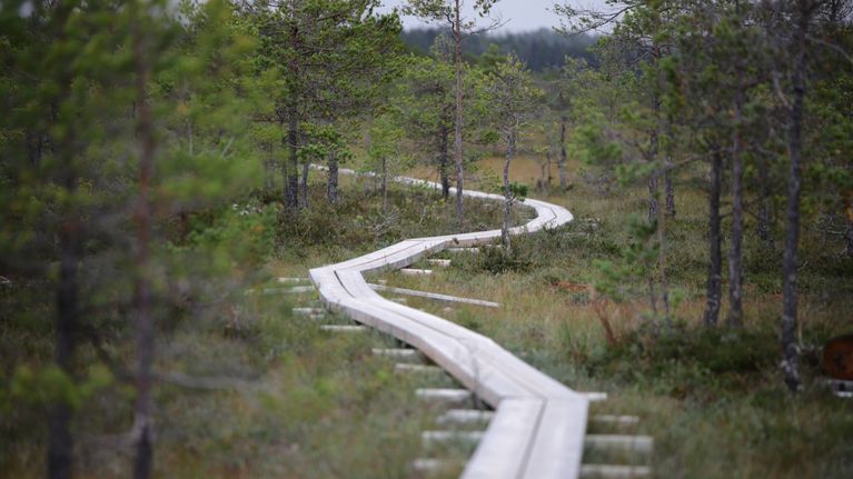 Pitkospuut mutkittelevat pieniä mäntyjä kasvavan suoalueen läpi.