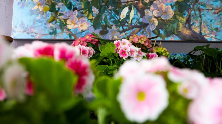 Pelargonioita KH-puutarhakeskuksen kaupassa.