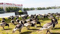 Valkoposkihanhet ovat ruokailemassa nurmikolla Tokoinrannassa. 