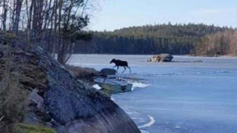 Hirvi kävelee jäällä rauhallisessa järvimaisemassa.