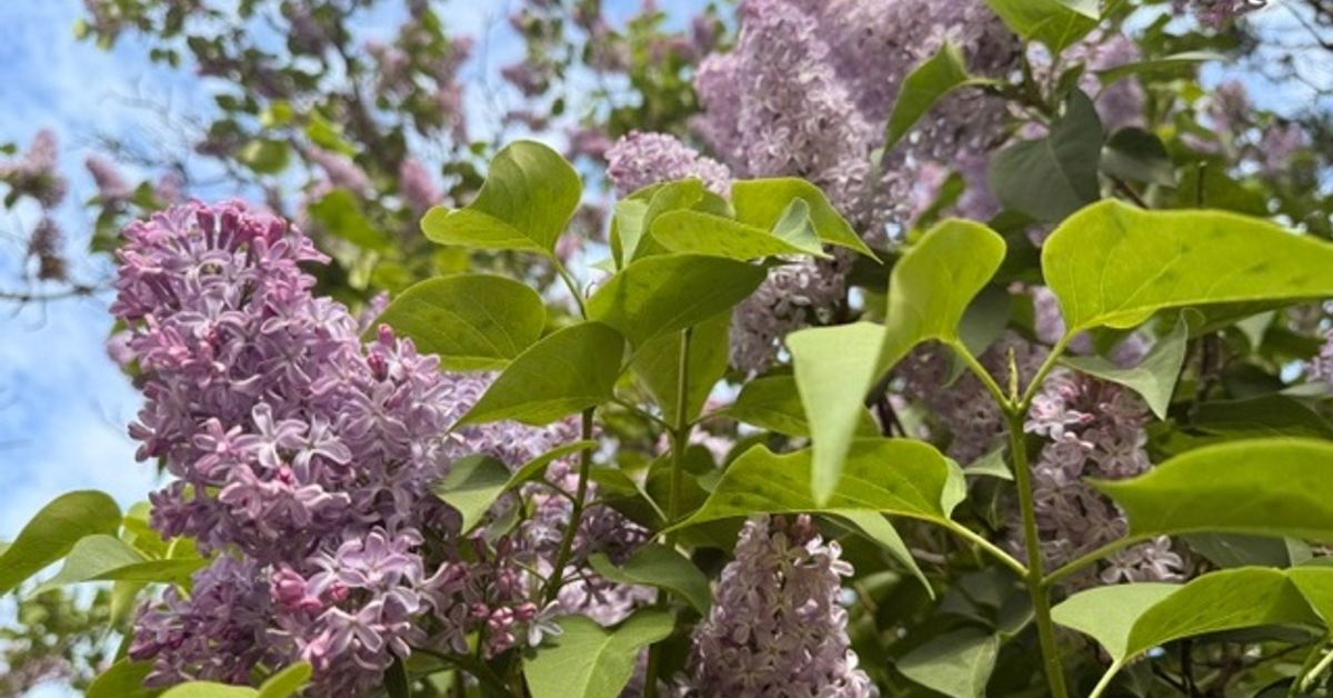 Koulujen ensimmäinen lomaviikko alkaa vaihtelevassa säässä – loppuviikosta koko maassa yli 20 astetta