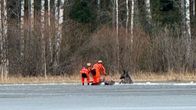 Pelastuslaitos auttaa jäihin pudonnutta hirveä.
