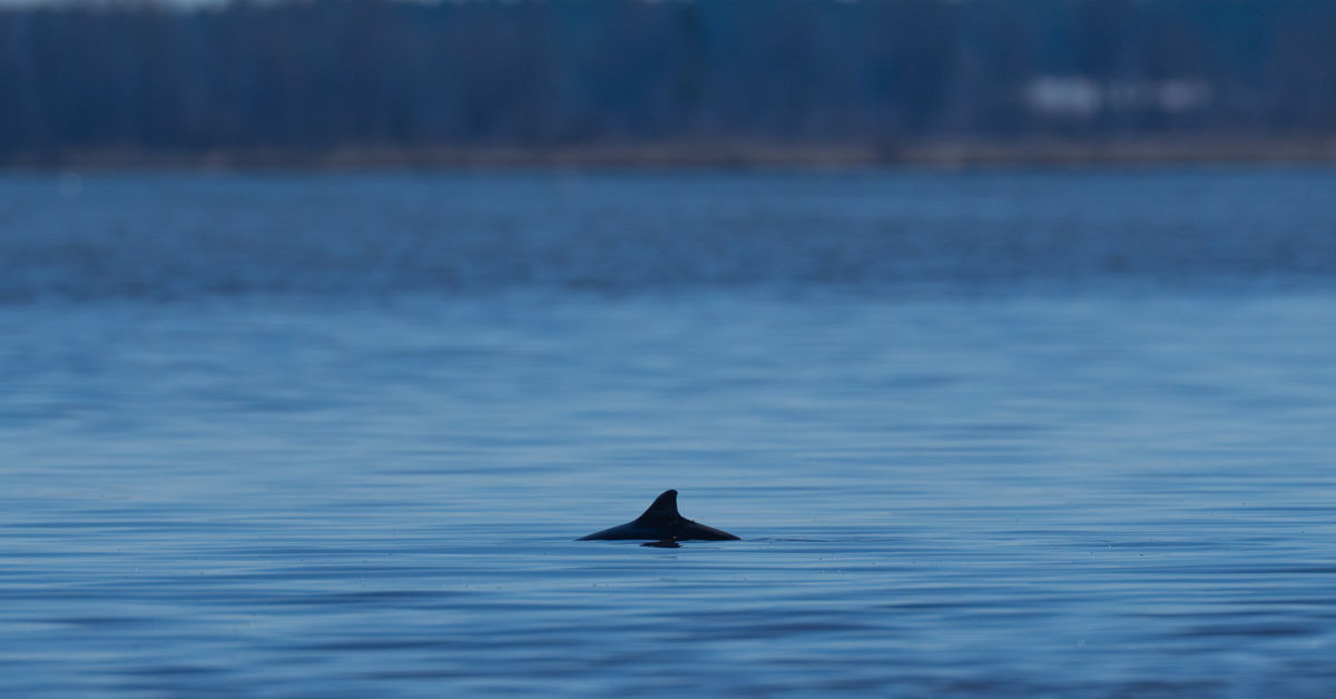 Pohjanmaan pyöriäisestä uusia havaintoja: uiskentelee edelleen Kyrönjoessa