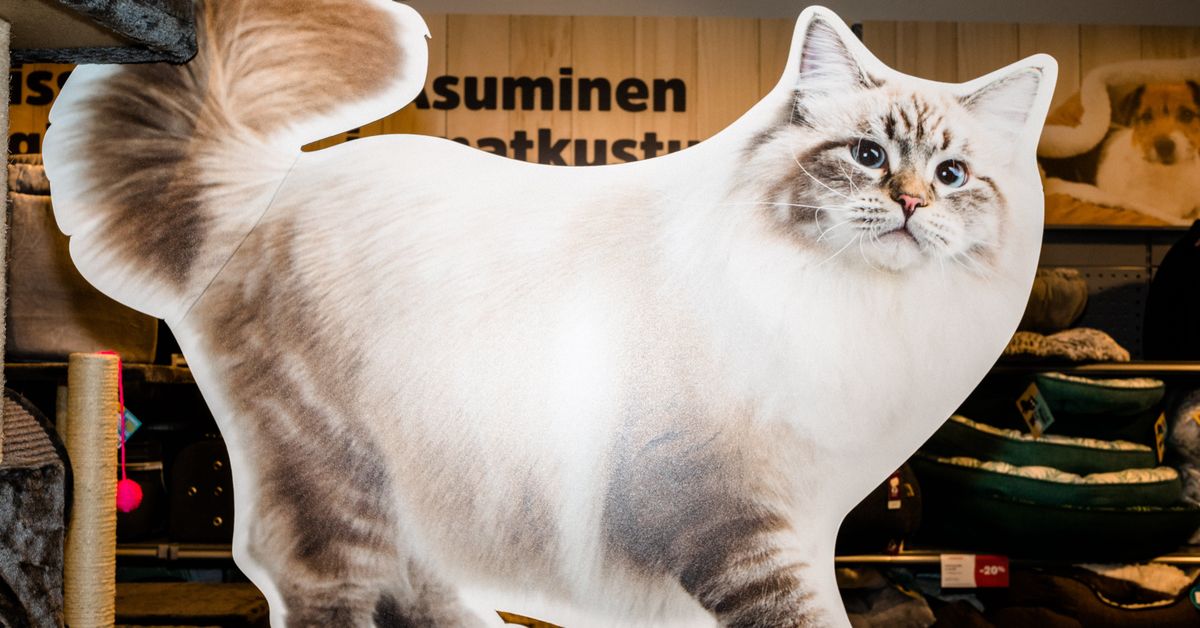 Pet owners suspect Musti Group's food caused illness in cats | Yle News ...
