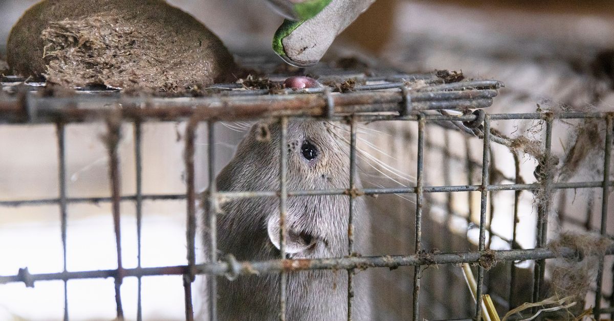 Yle asks MPs in bird flu areas if fur farming should be banned: "It's just an excuse"