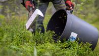 Thaimaalainen marjanpoimija poimii mustikoita kuusamolaisessa metsässä.