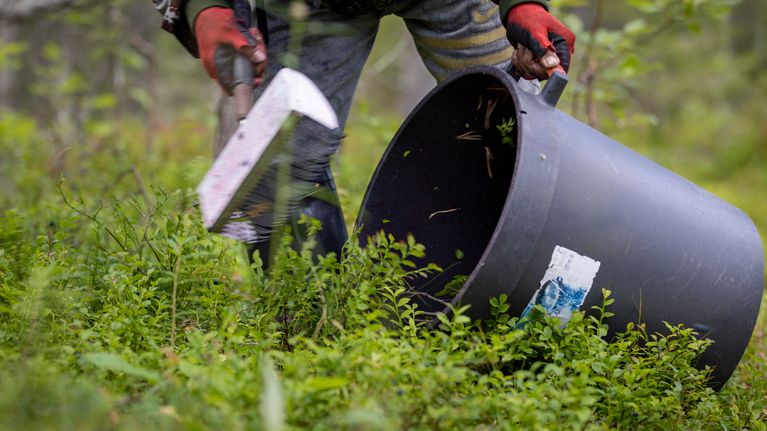 Thaimaalainen marjanpoimija poimii mustikoita kuusamolaisessa metsässä.