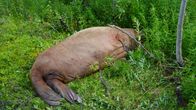Mursu makoilee keskellä metsää Tenonvuonossa Norjassa.