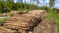 Stockar i en hög på ett skogsbruksområde.