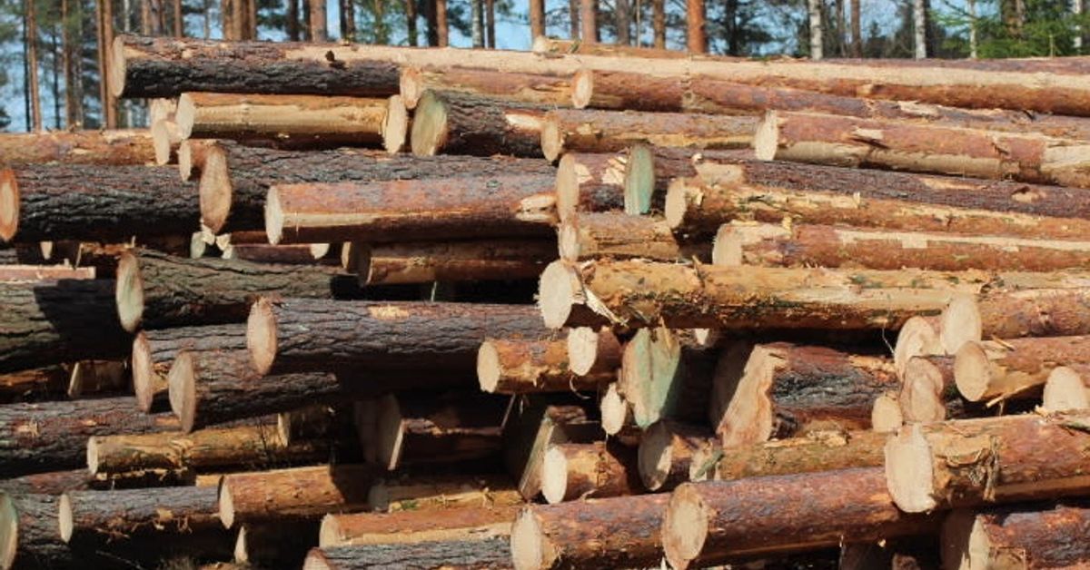 luonnonvarakeskus-mets-n-vuotuinen-kasvu-on-hidastunut-h-meess