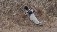 Photo shows a seal pup on the shore.