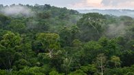 Regnskog i Amazonas. Pará, Brasilien  
