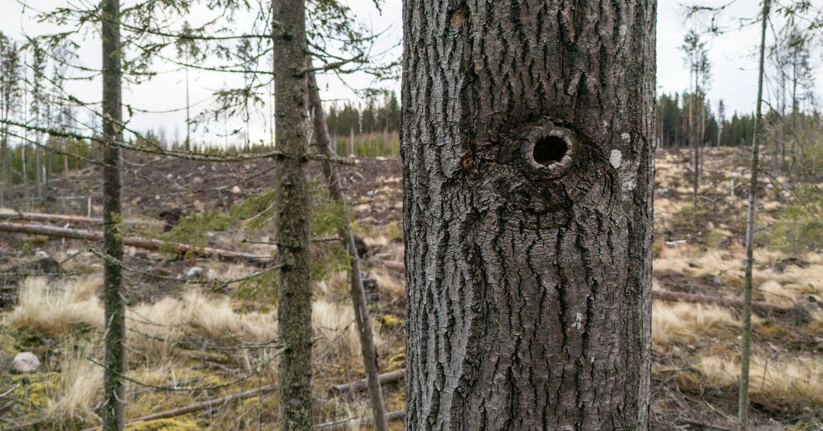 Liito-oravan elinympäristön hävittäminen Luhangass