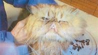 En vanvårdad katt med ljus päls
