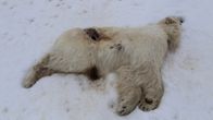 En död och ruttnande isbjörn ligger i snö.