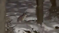 Kuvakaappaus  videosta jossa näkyy ilves lumisessa maisemassa.