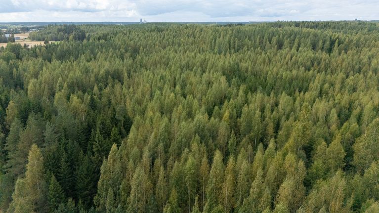 Vihreää metsää ilmasta kuvattuna.