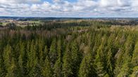 Kuusimetsää.