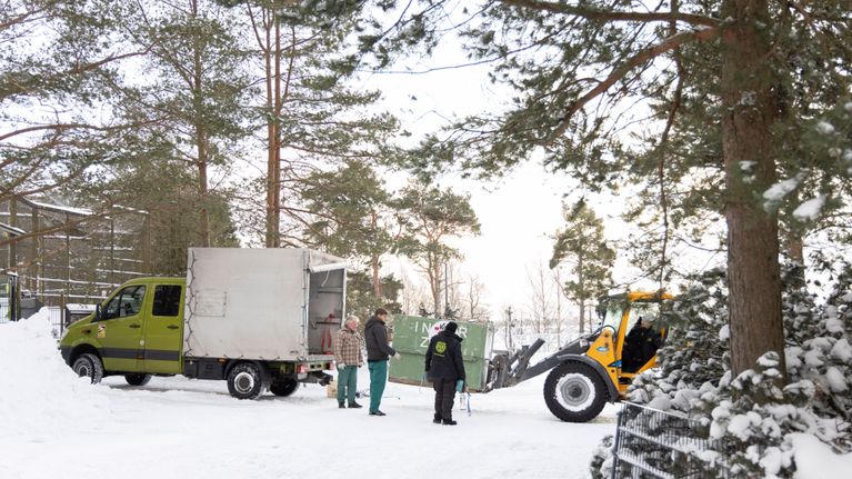Uusi urosleijona saapuu Korkeasaareen kontissa, jota nostoauto nostaa ulos pakettiautosta.