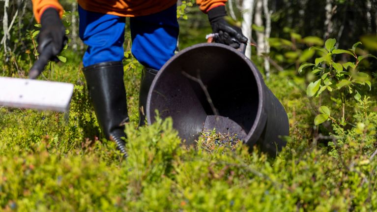 Thaimaalainen marjanpoimija poimii mustikoita kuusamolaisessa metsässä.