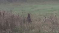 En känguru sitter upprätt i högt gräs på ett fält med dimmig skog i bakgrunden.