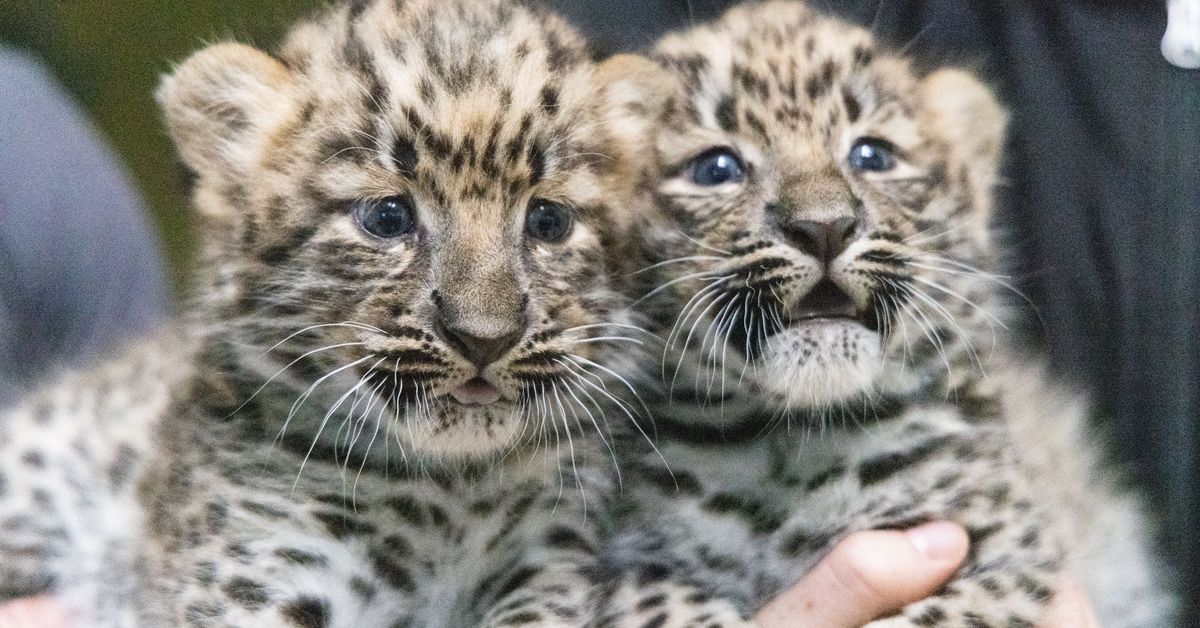Endangered Amur Leopard cubs born at Helsinki Zoo
