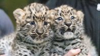 Amurleoparder på Högholmen.