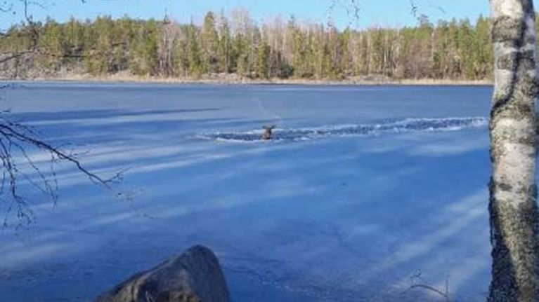 Hirvi avannossa järvessä.