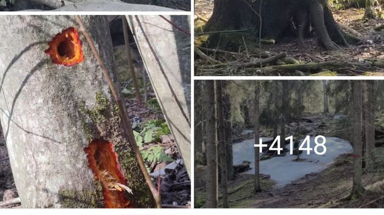 Kuvia metsämaisemasta Facebook-päivityksessä. Yhden kuvan päällä teksti +4148.