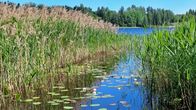 Kesäisessä kuvassa on rantaruovikon välissä lumpeita kasvava poukama.