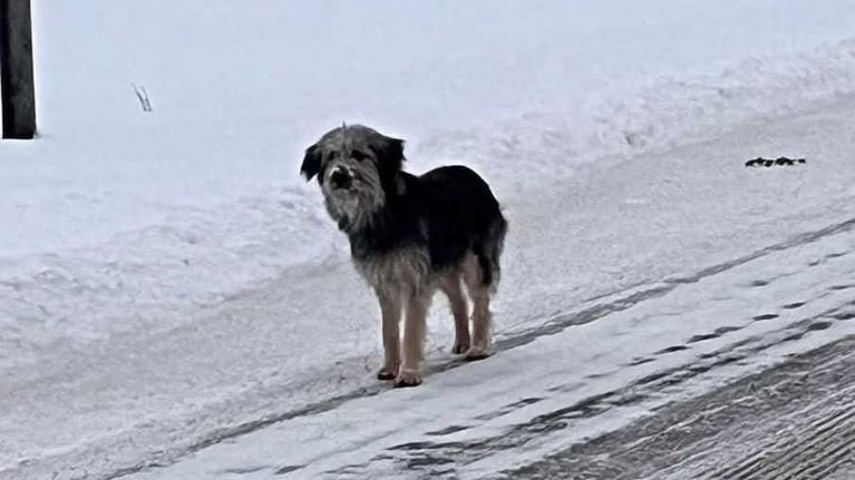 Karkuteillä oleva iso pitkäkarvainen koira ilman hihnaa ja omistajaa seisoo jäisen tien laidassa.