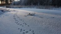 Jälkiä lumella.
