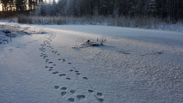Jälkiä lumella.