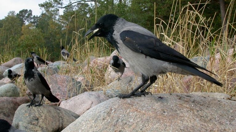 Varikset ovat lintumaailman älykköjä, joilla on turhaan huono maine ...