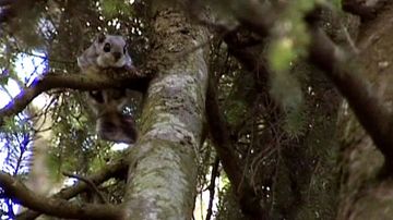 Liito-orava puussa.