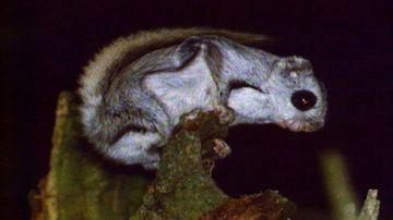 Liito-orava kuvattuna yöllä