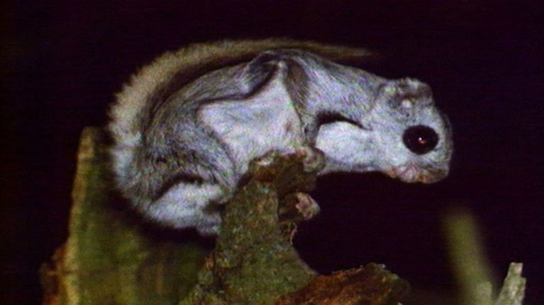 Liito-orava kuvattuna yöllä