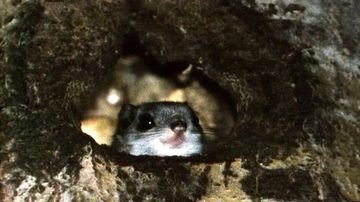 Liito-orava kurkkii pesäkolostaan.