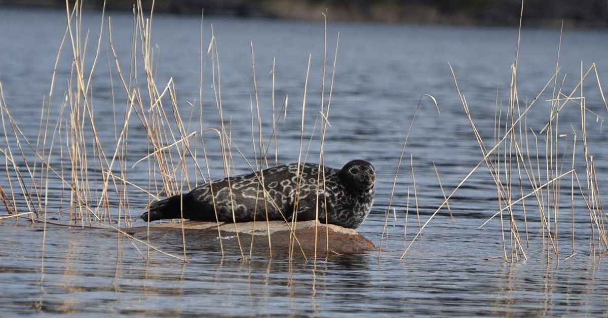 WWF moving some endangered Saimaa ringed seals to boost population ...
