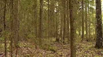 Perinteistä liito-oravan sekametsää.